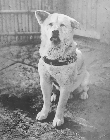 Hachiko the famous dog