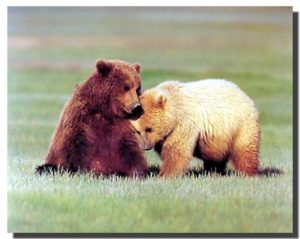 nuzzling grizzlies print