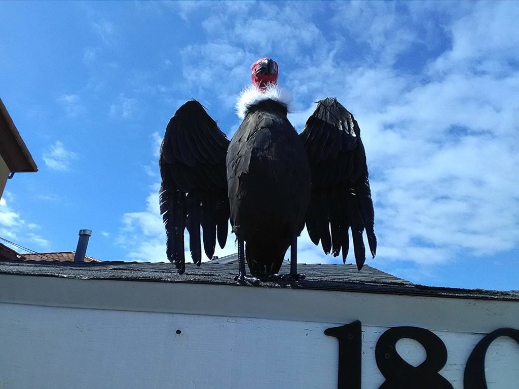 vulture to frighten pests halloween decoration