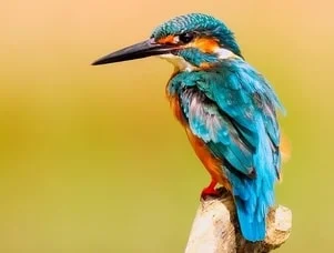 birds on mugs, cups, clothes, gifts, knick knacks