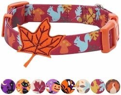 dog collar cover with a fall theme