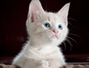 gifts for cat lovers