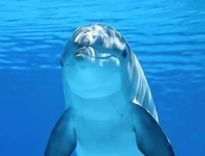 dolphin featured in decorations for home