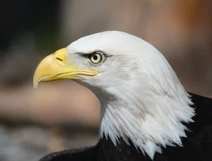 statues, shirts and decorations featuring eagles and other birds of prey