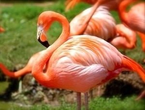 flamingo decorations