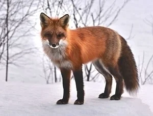 all kinds of fox-themed decor ideas