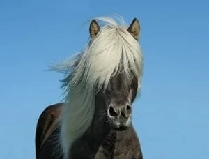 paintings, clothes and adornments featuring horses