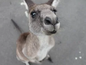 decorate your home with kangaroos