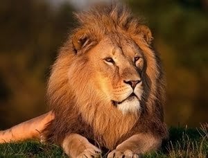 great home decor ideas for lion lovers