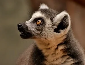 monkey and ape decoration ideas