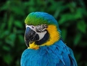 parrots in decorations, toys and clothes