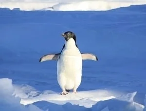 cute penguin gift ideas