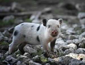 pig themed ideas for clothes and decorations