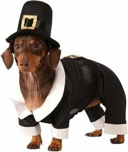 dog thanksgiving pilgrim costume