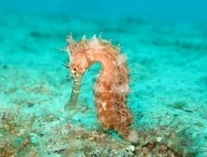 cute seahorse decorations and clothes