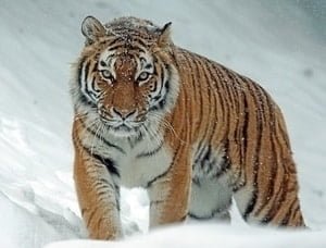 awesome tiger images for home or office