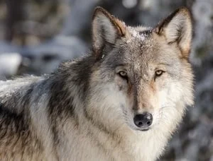 wolf gift ideas, wall art, tshirts