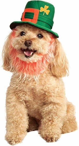 dog costume hat and beard of a leprechaun