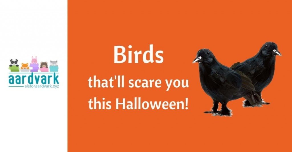 halloween birds