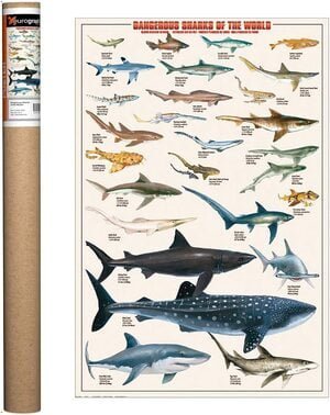 dangerous sharks poster