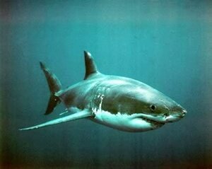 poster of great white shark