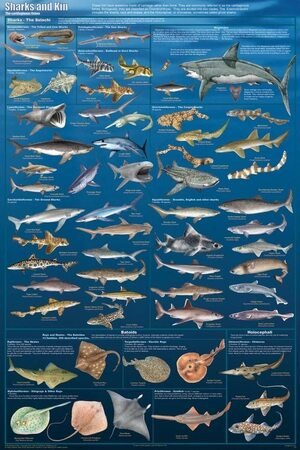 sharks and other cartilaginous fish identfication poster