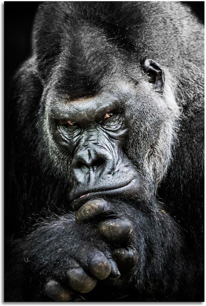 staring gorilla poster