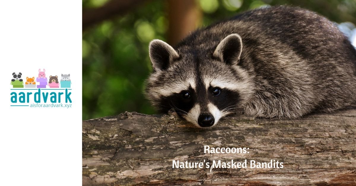 a raccoon lying on a branh. Text reads, raccoons: nature's masked bandits