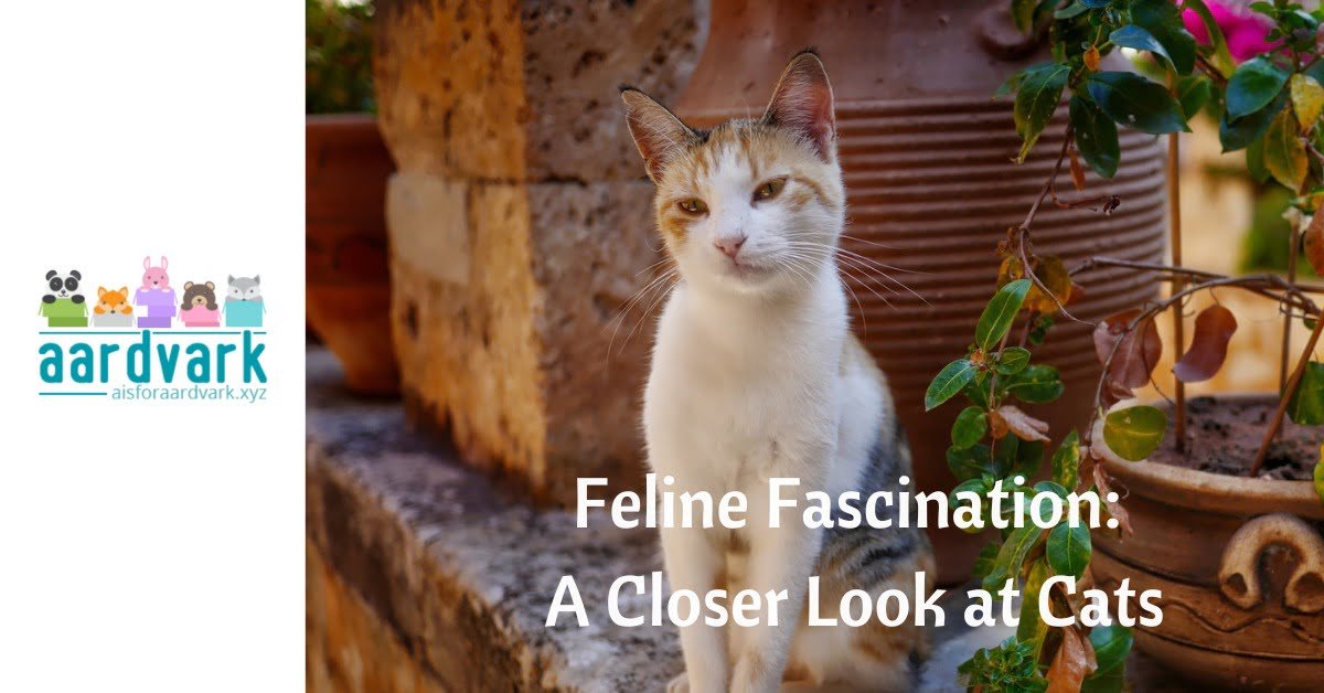 text over image of a sitting white cat. It reads, Feline Fascination, a closer look at cats