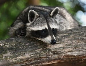 raccoon perching on a branch