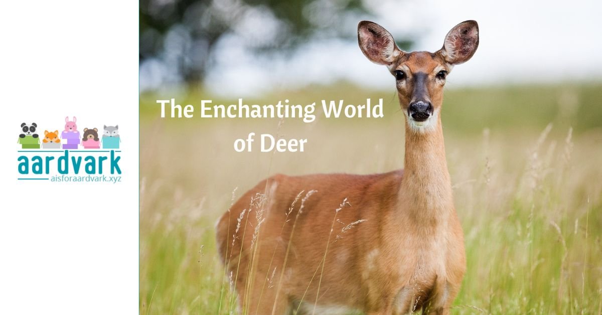 a whiletail deer fawn in a meadow looks toward the camera. Text reads The enchanting world of deer. To the left of the image appears a white column with the logo for A is for Aardvark's website