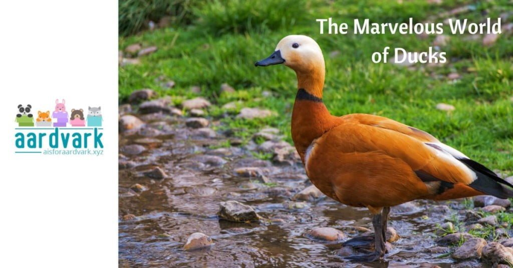 a ruddy duck with a white head stands on the edge of a creek. Text reads, the Marvelous World of Ducks