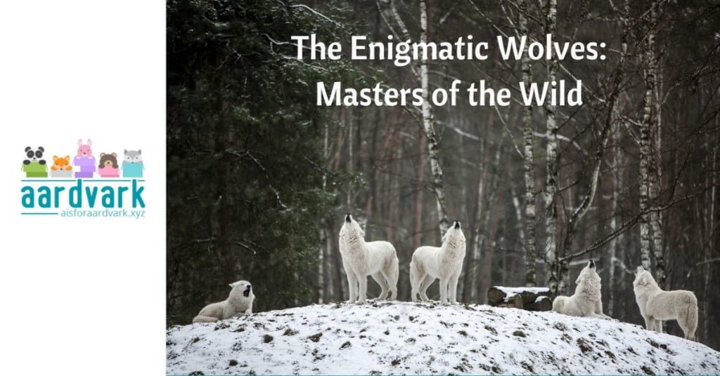 white wolves on a snowy hill in front of birch trees. Text reads, The enigmatic wolves, masters of the wild