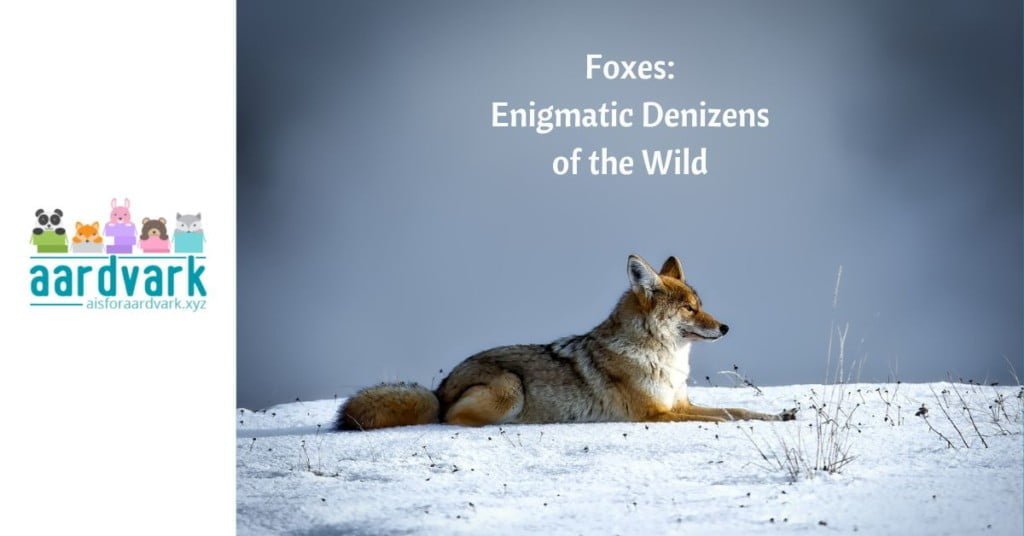 a red fox laying on snow in a meadow. text reads, foxes: enigmatic denizens of the wild