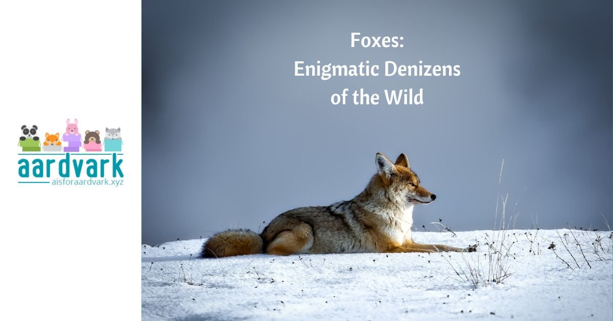 a red fox laying on snow in a meadow. text reads, foxes: enigmatic denizens of the wild