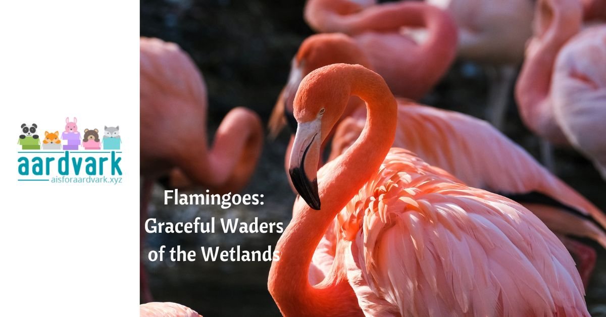 a single flamingo in the foreground with several others in the background, text on image reads, flamigoes: graceful waders of the wetlands