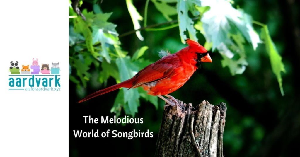 a cardinal perches on a stump with leaves in the background. Text reads, the marvelous world of songbirds