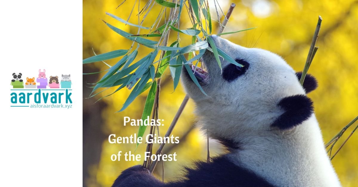 a great panda eating bamboo leafs. Text reads, pandas: gentle giants of the forest
