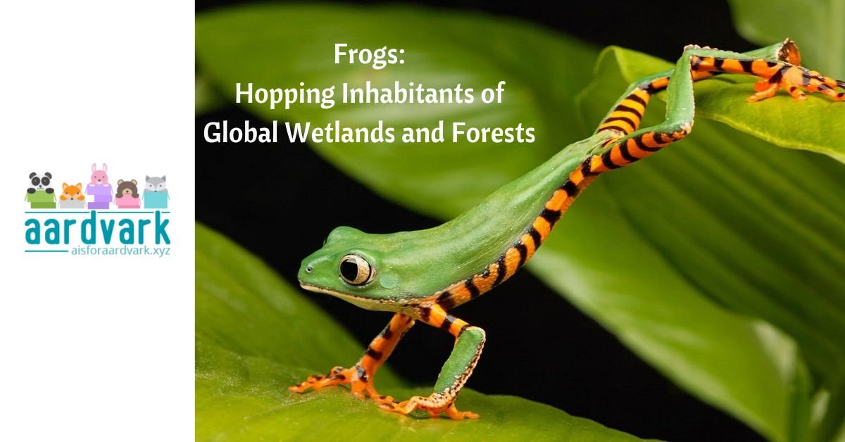A green frog with an orange and black belly jumps from one leaf to another. Text reads frogs: hopping in habitants of blogal wetlands and forests