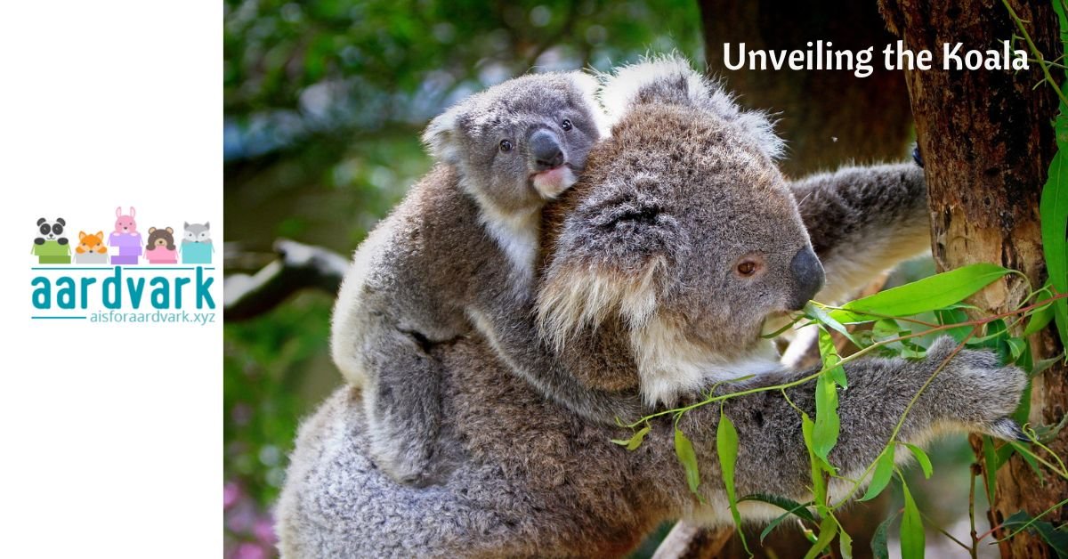 mother koala with her joey on her back, text reads unveiling the koala