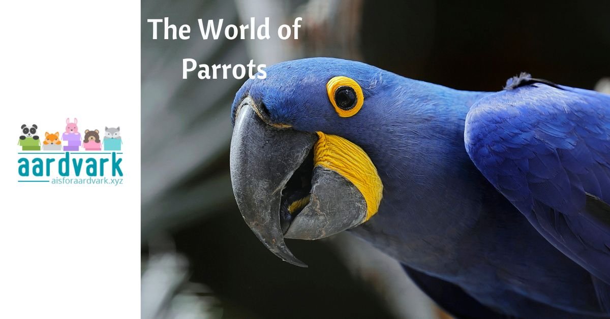 a blue parrot leans across the image. text reads The world of parrots. Site logo on the left side.