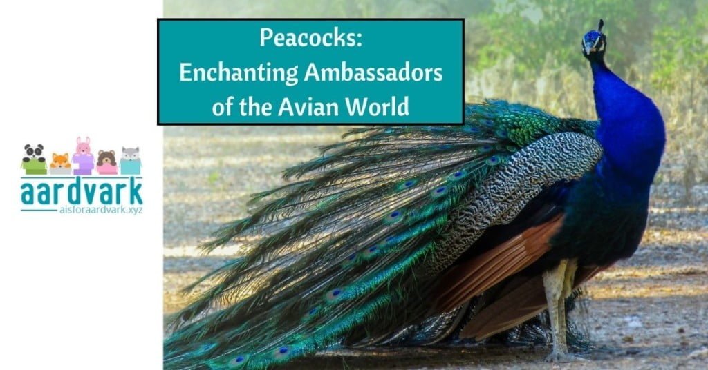 a peacock with its train folded. text reads Peacocks: Enchanting Ambassadors of the Avian World