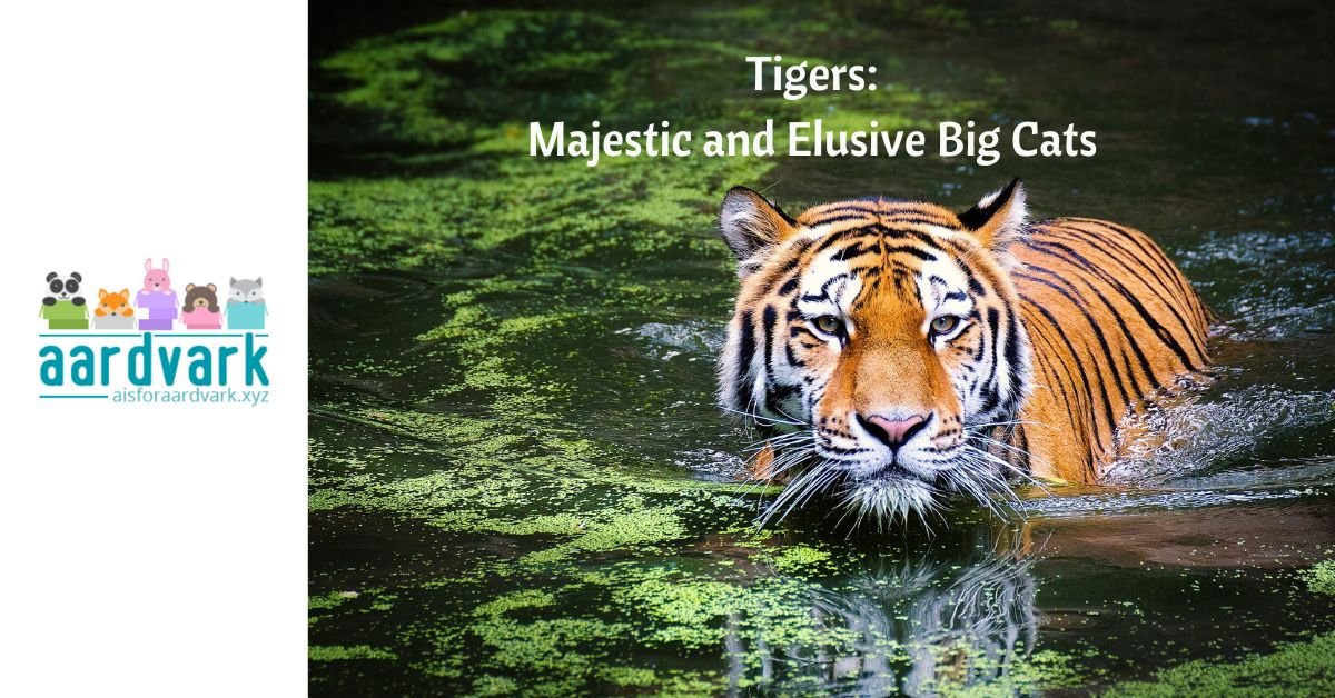 tiger mostly submerged in a pond. Text reads, Tigers, Majestic and Elusive Big Cats
