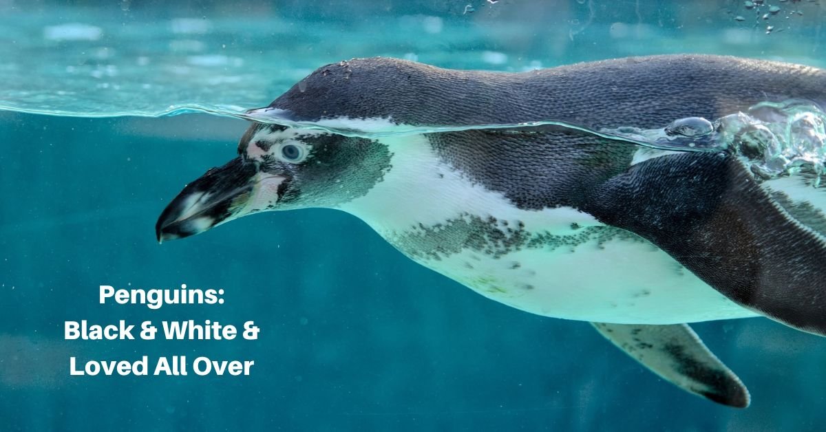 a penguin swimming at water level. text reads, penguins: black and white and loved all over