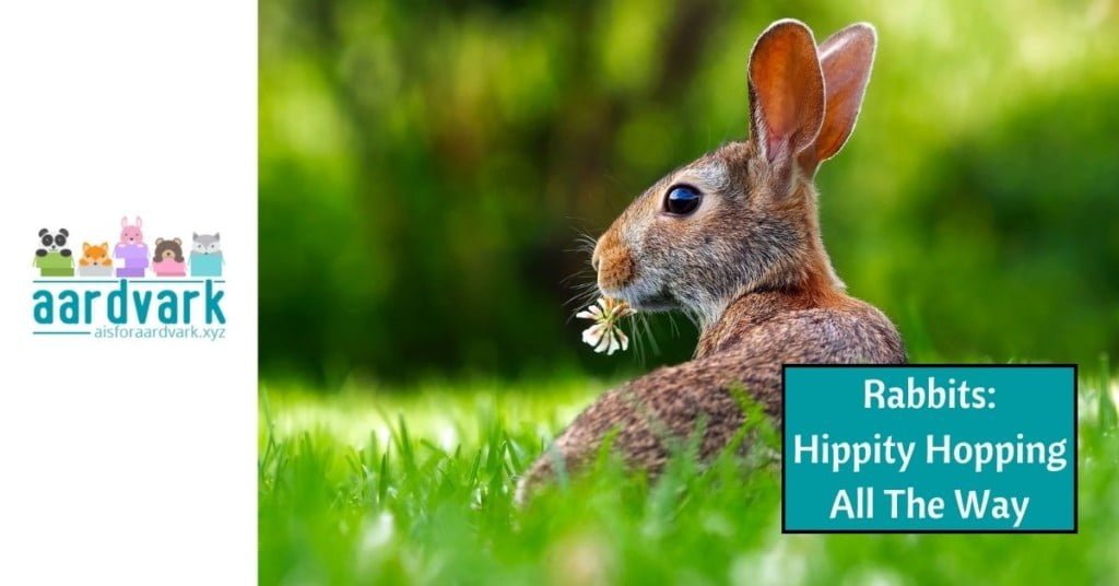 a rabbit laying in a green field. Text reads, rabbits: hippity hopping all the way