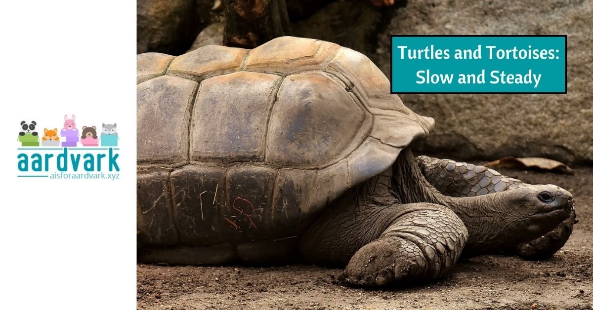 giant tortoise laying on the ground. Text reads, turtles and tortoises: slow and steady