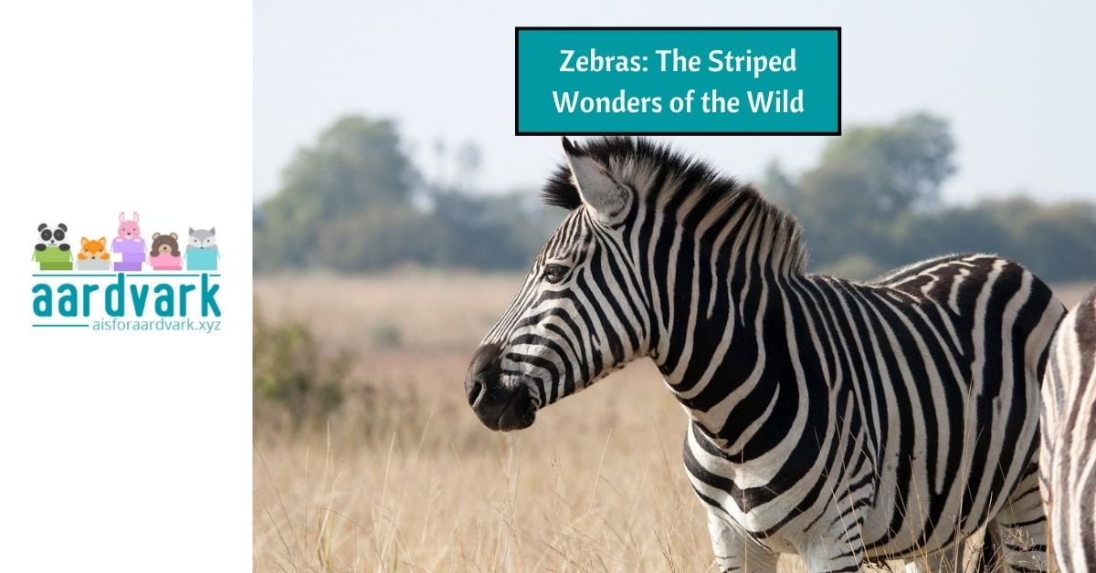 a zebra on the plains. The text reads, zebras: the striped wonders of the wild