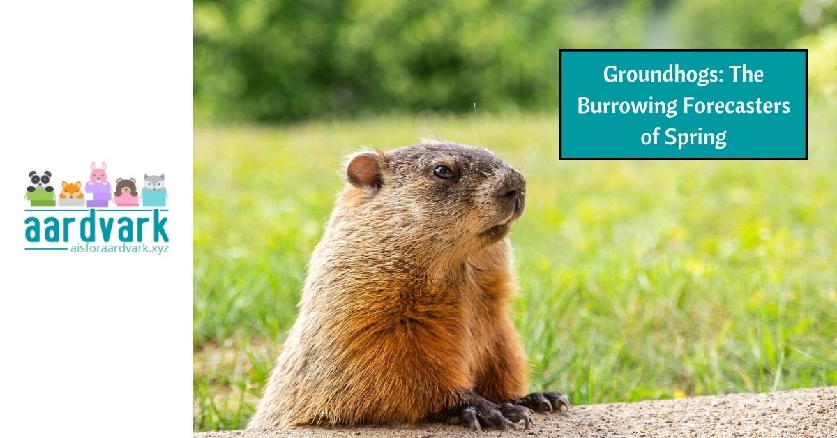 a groundhog poking it's head over a dirt ridge. Text reads "Groundhogs: The Burrowing Forecasters of Spring"