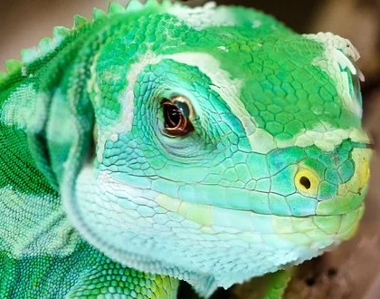 a green lizard stares at the camera