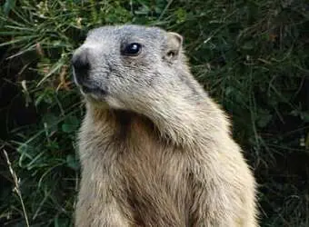 groundhog